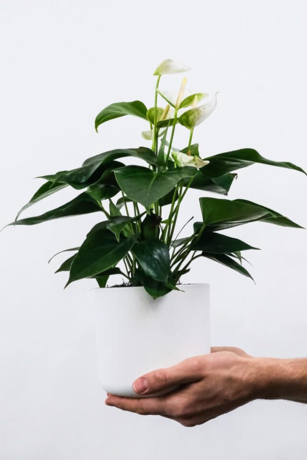 Golden Pothos Pole – Bild 2