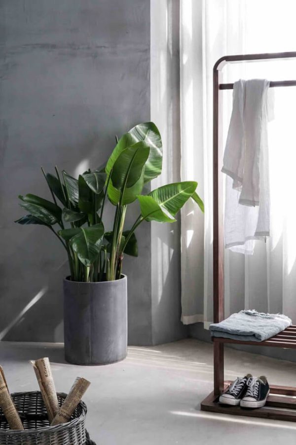 Bird of Paradise – Bild 2