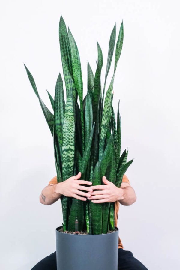 Sansevieria Laurentii – Bild 2