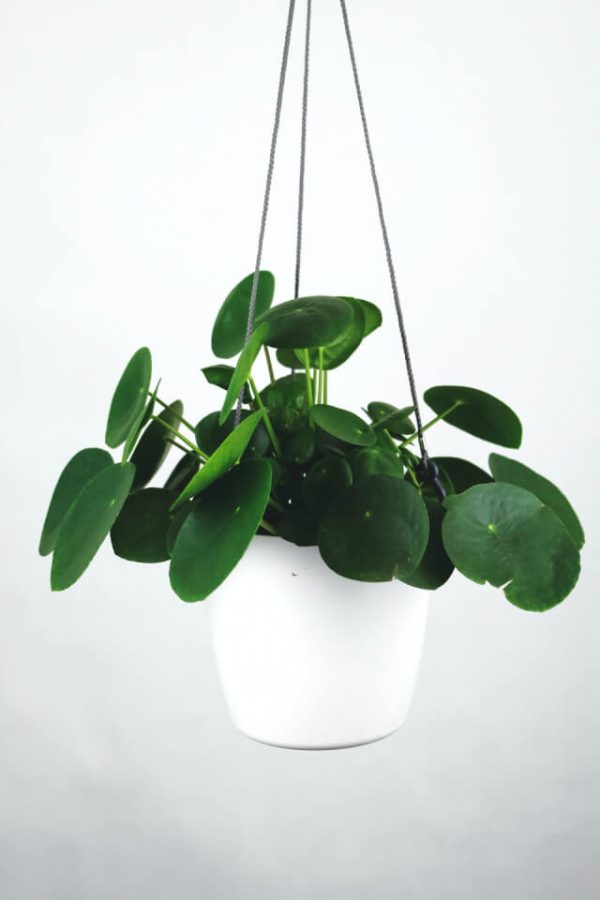 Pilea Peperomioides – Bild 2