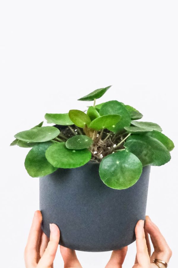 Peperomia Lemon Lime – Bild 2