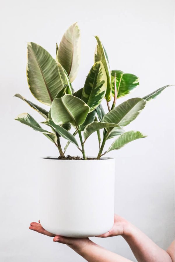 Calathea Beauty Star – Bild 2