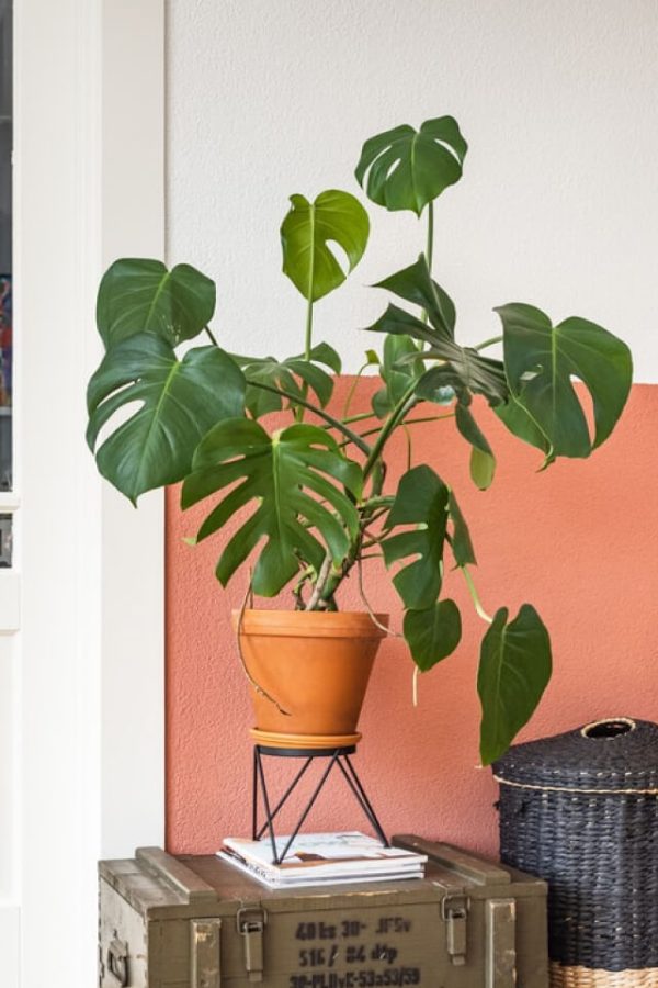 Monstera Deliciosa – Bild 2