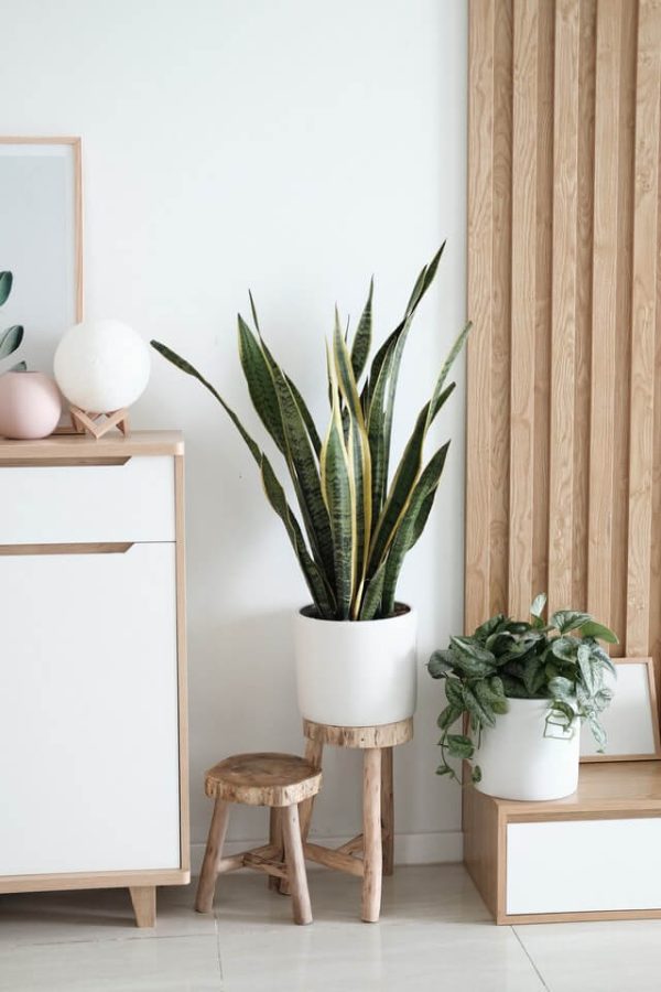 Sansevieria Golden Flame – Bild 2